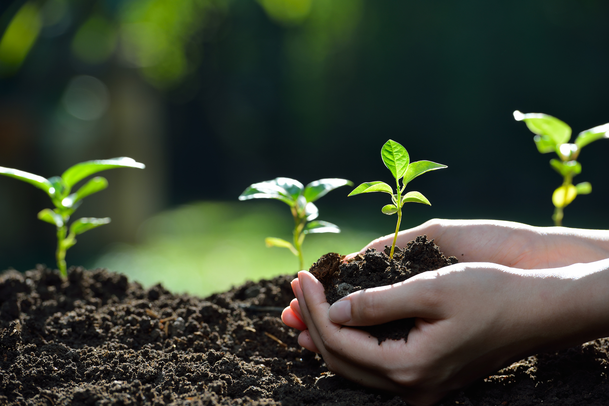 Hands holding a green young plant