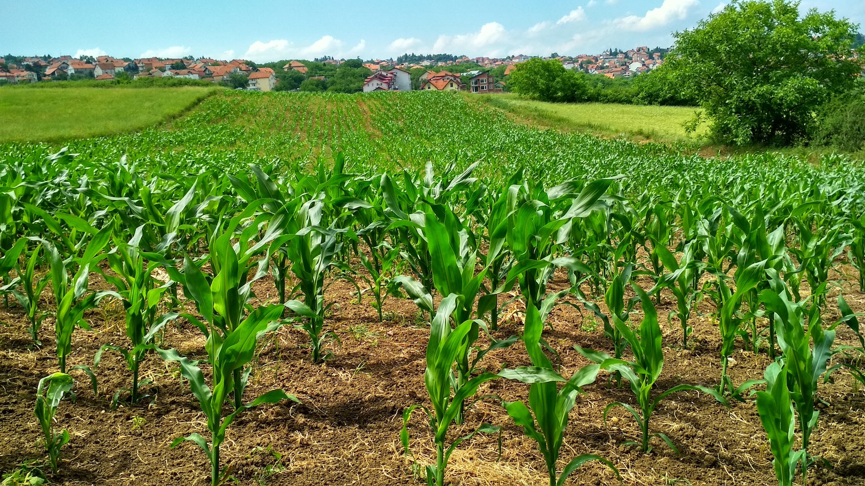 Virtus-Partners-agroindustria